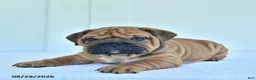 English Bulldog dogs for sale: Captain - Ad 2