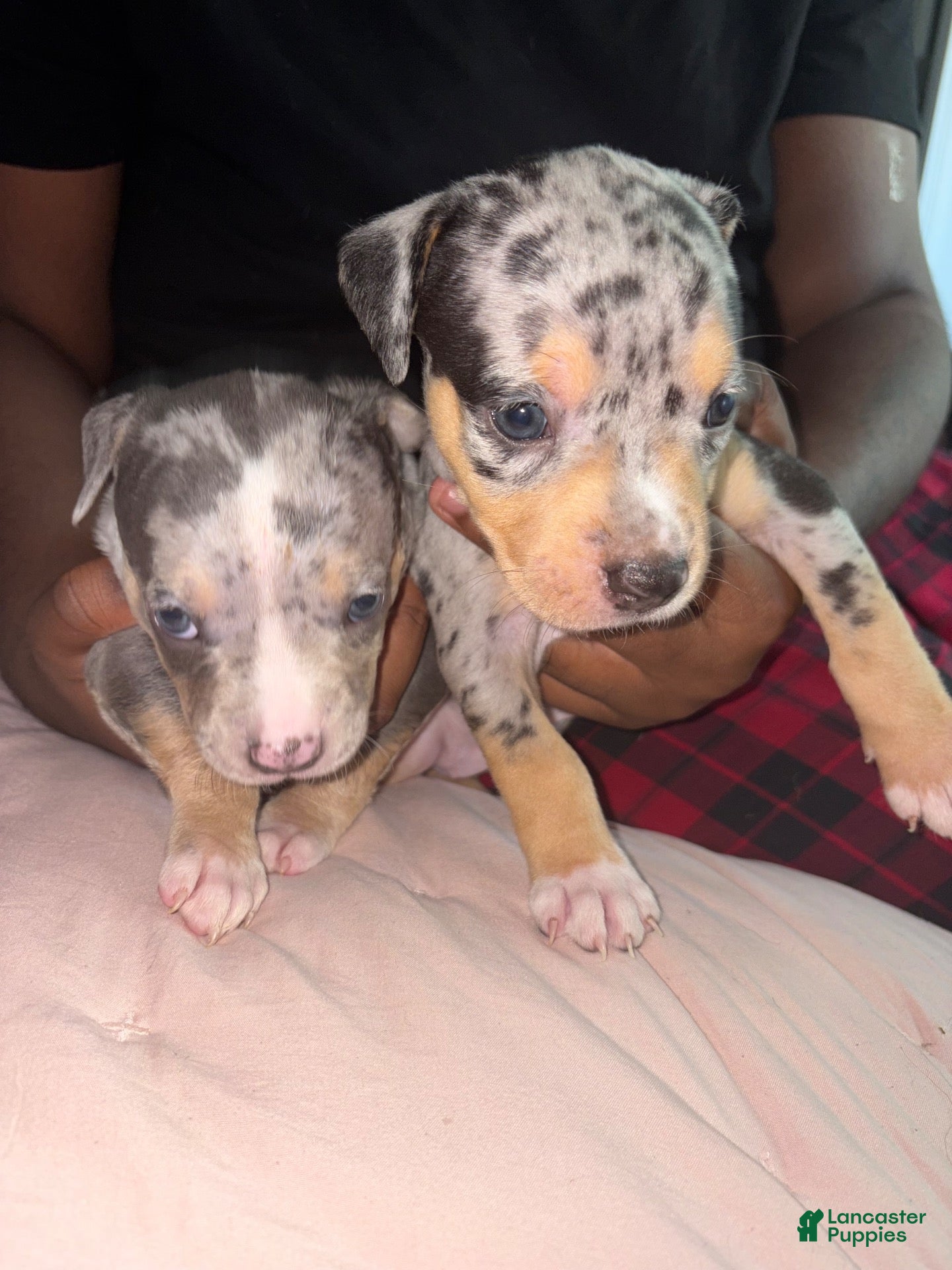 American Bully dogs for sale: American Bully 1 - Ad 1