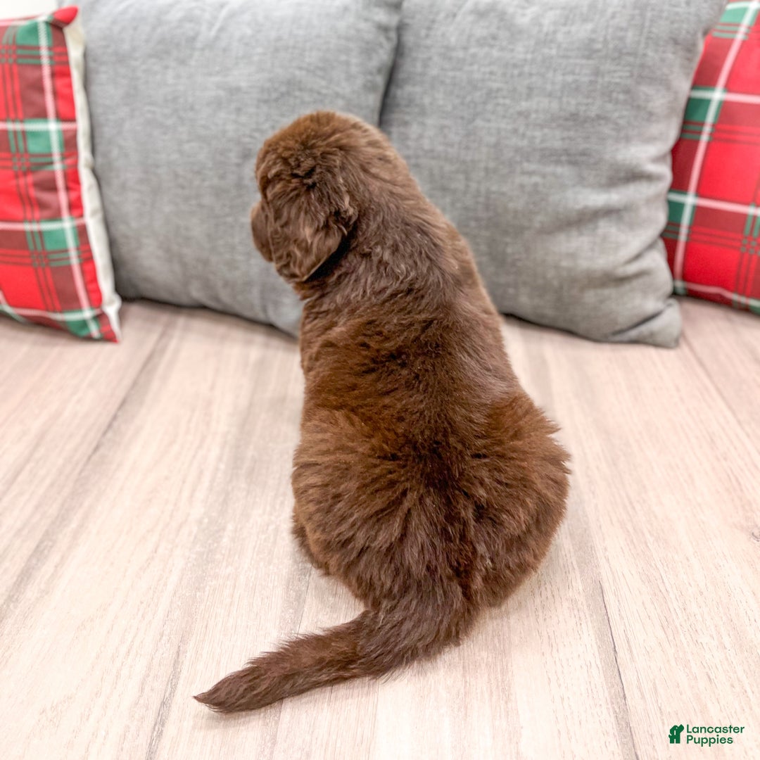 Newfoundland dogs for sale: Sadie - Ad 5