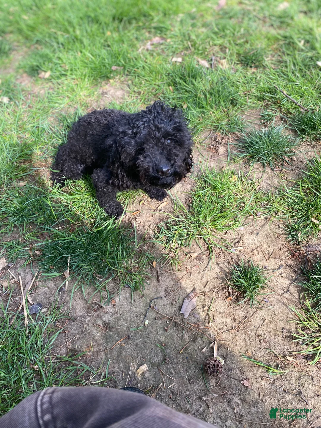 Toy Poodle dogs for sale: Toy Poodle Puppy 2 - Ad 3
