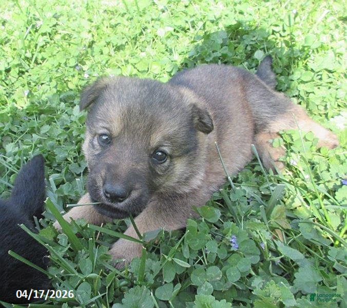 German Shepherd dogs Colleague - Ad 1