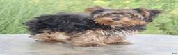 Yorkshire Terrier dogs for sale: Freddie - Ad 5
