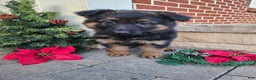 German Shepherd dogs for sale: Rocky - Ad 4