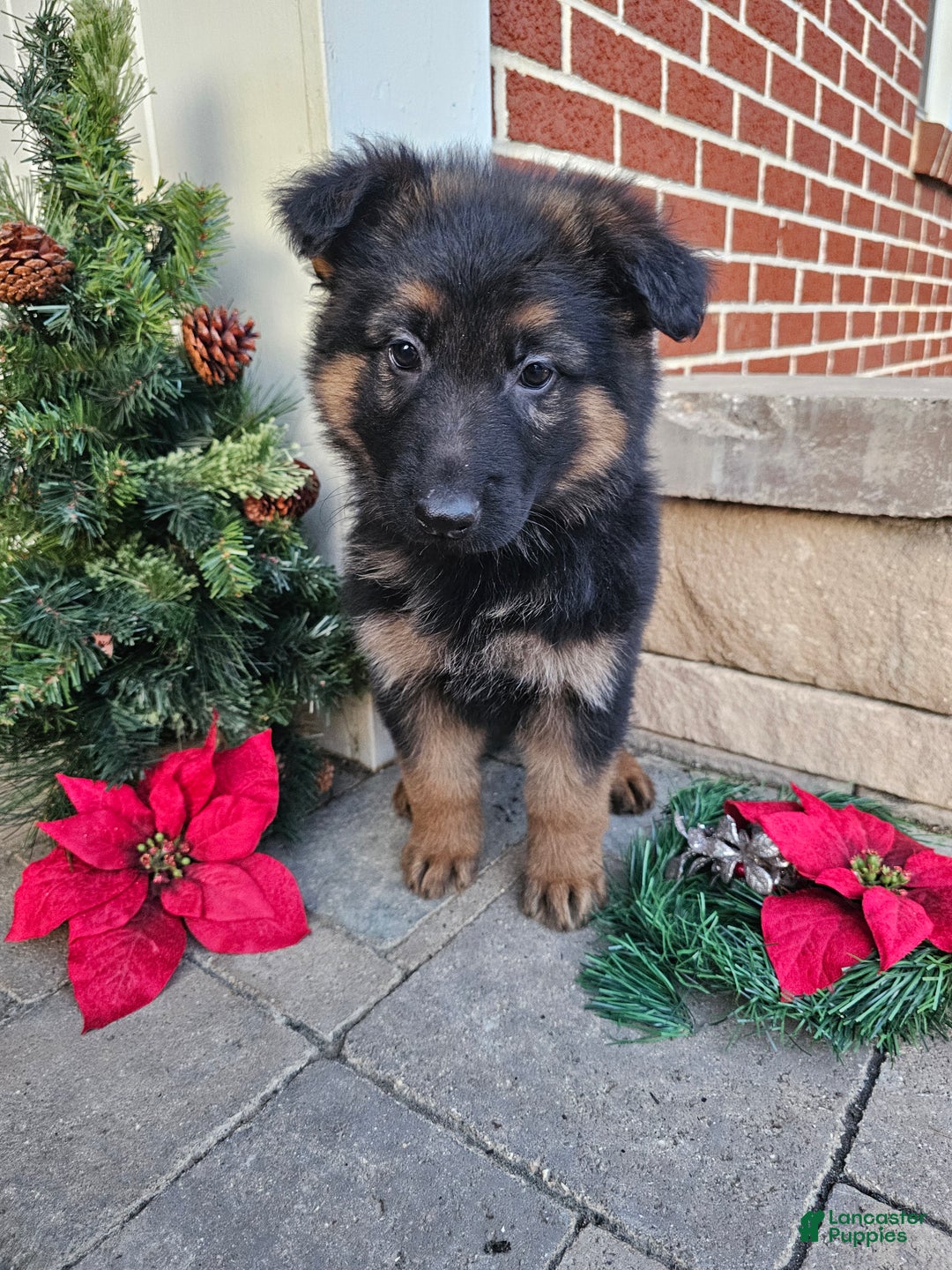 German Shepherd dogs for sale: Rocky - Ad 4
