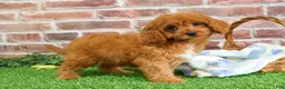 Cavapoo dogs for sale: Boone - Ad 4
