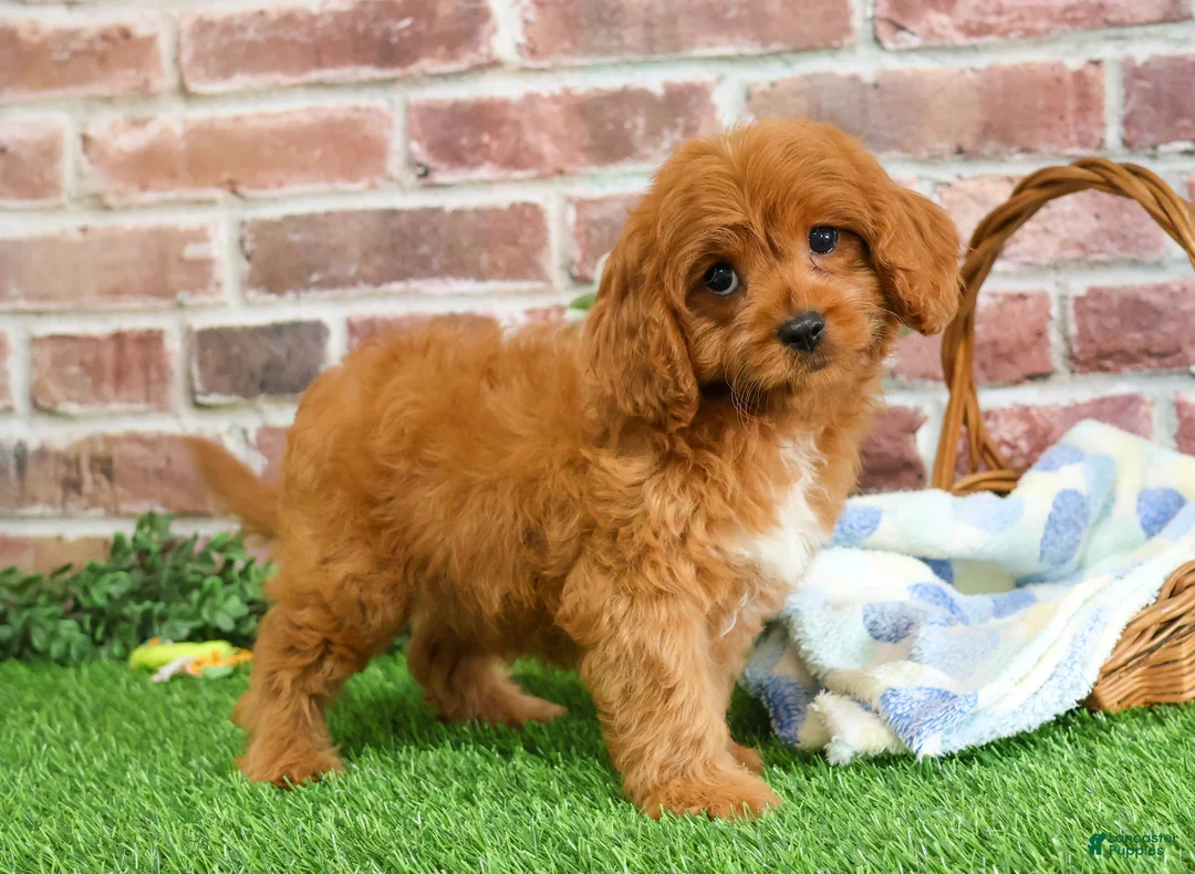 Cavapoo dogs for sale: Boone - Ad 4