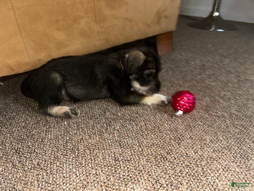 Standard Schnauzer dogs for sale: Cookie - Ad 1