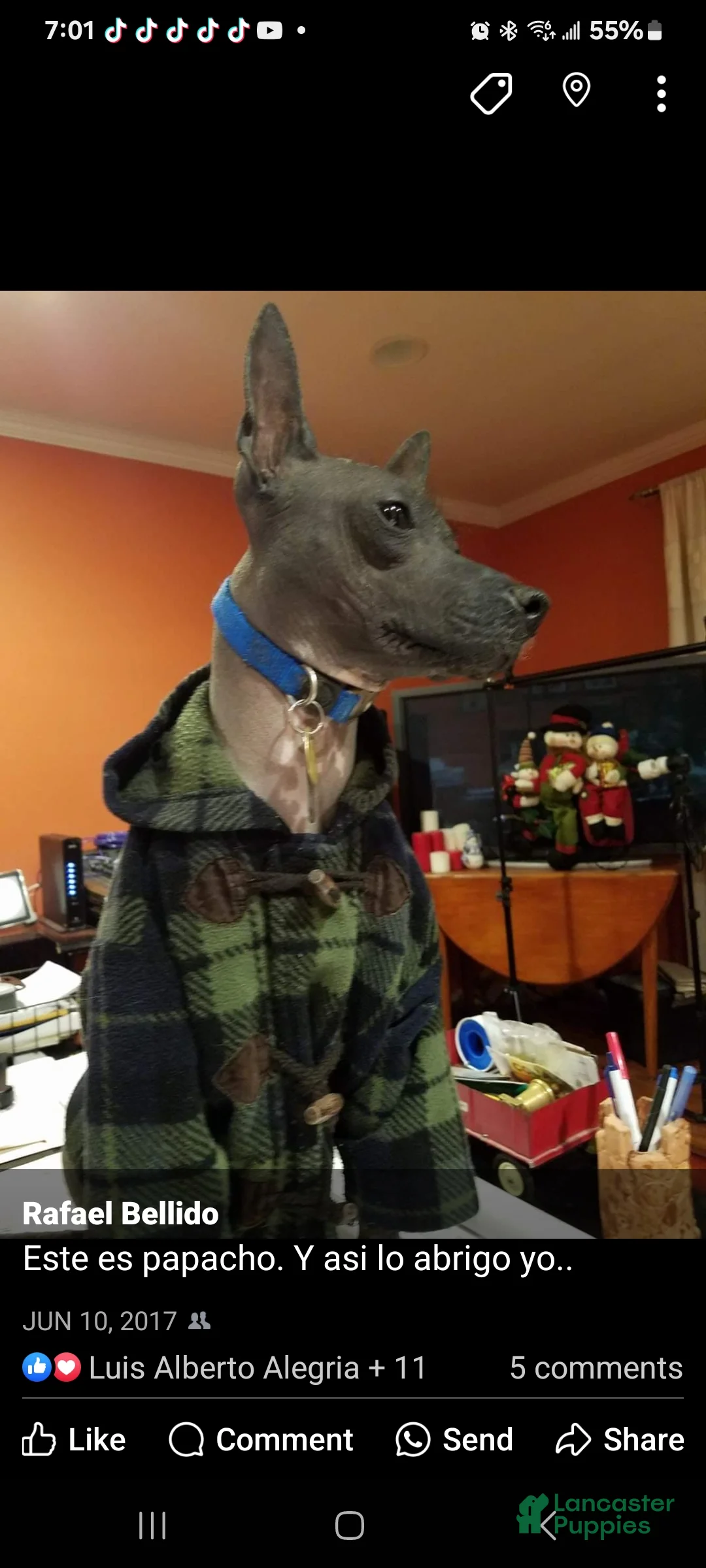 Peruvian Inca Orchid dogs for sale: Peruvian Inca Orchid Puppy 2 - Ad 9