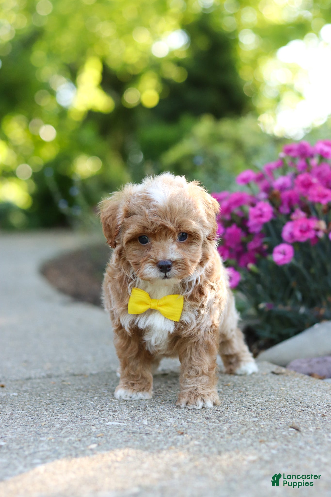 Cavapoo dogs for sale: Brady - Ad 8