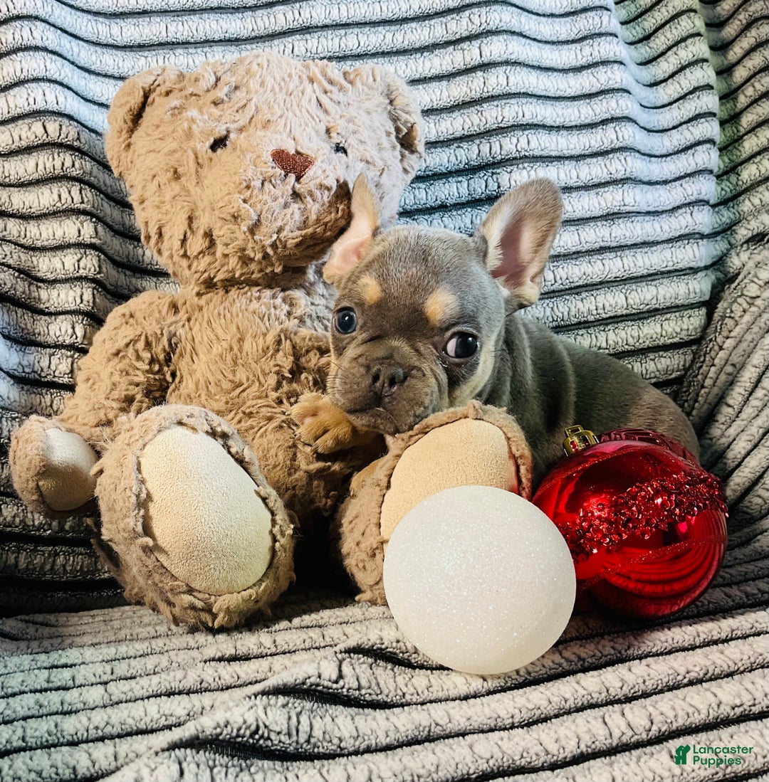 French Bulldog dogs for sale: PABLO - Ad 13