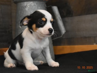 Chihuahua dogs Jarron - Ad 16