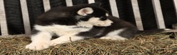 Siberian Husky dogs for sale: Beverly - Ad 4