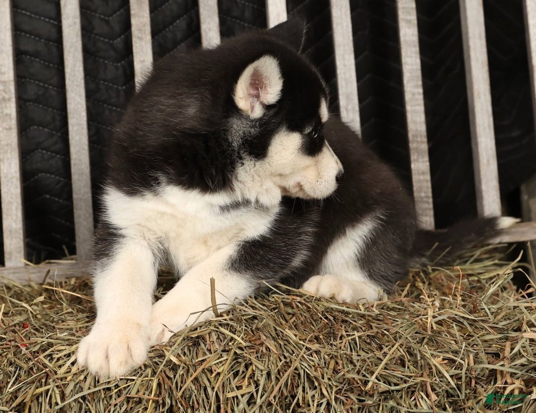 Siberian Husky dogs for sale: Beverly - Ad 4