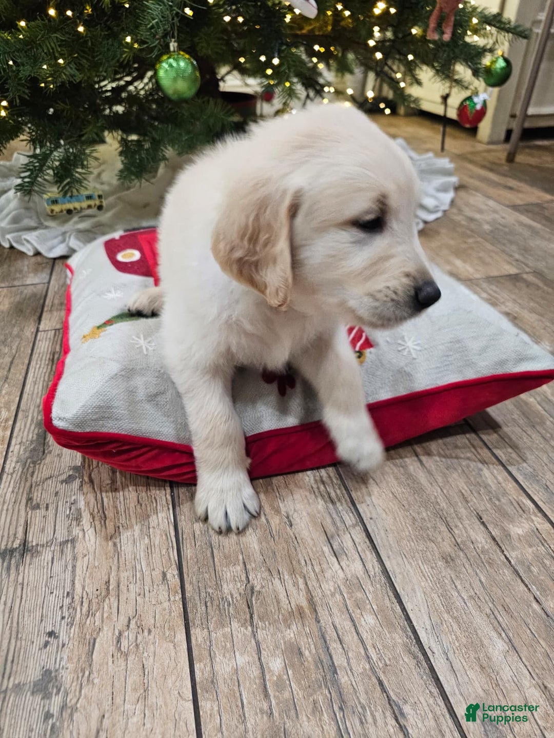 Golden Retriever dogs for sale: Golden Retriever Puppy 1 - Ad 4