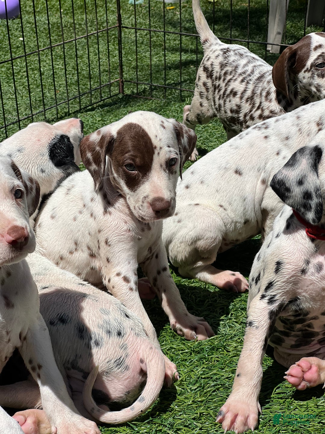 Dalmatian Dogs Liver Dalmatian Puppies For Sale 11+ Thousand