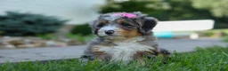 Mini Bernedoodle dogs for sale: 🐾 Primrose 🐾 - Ad 17