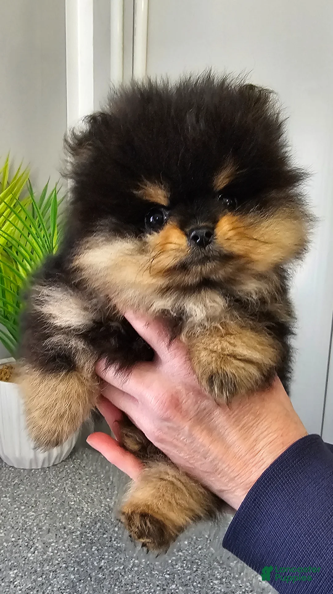 Pomeranian dogs for sale: Tiny Teddy Bear  - Ad 1