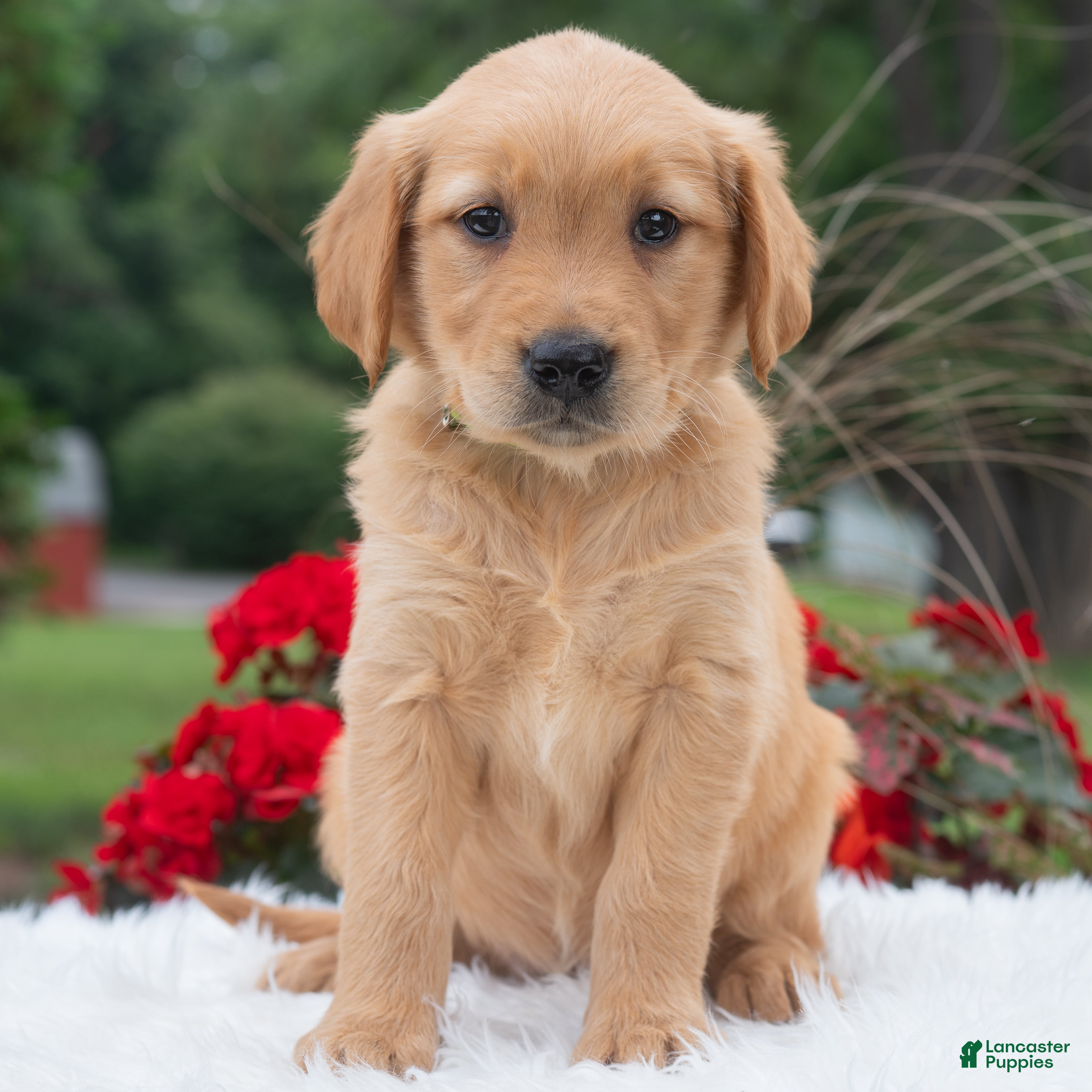 Golden Retriever dogs Hazel  - Ad 2