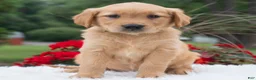 Golden Retriever dogs for sale: Hazel  - Ad 2