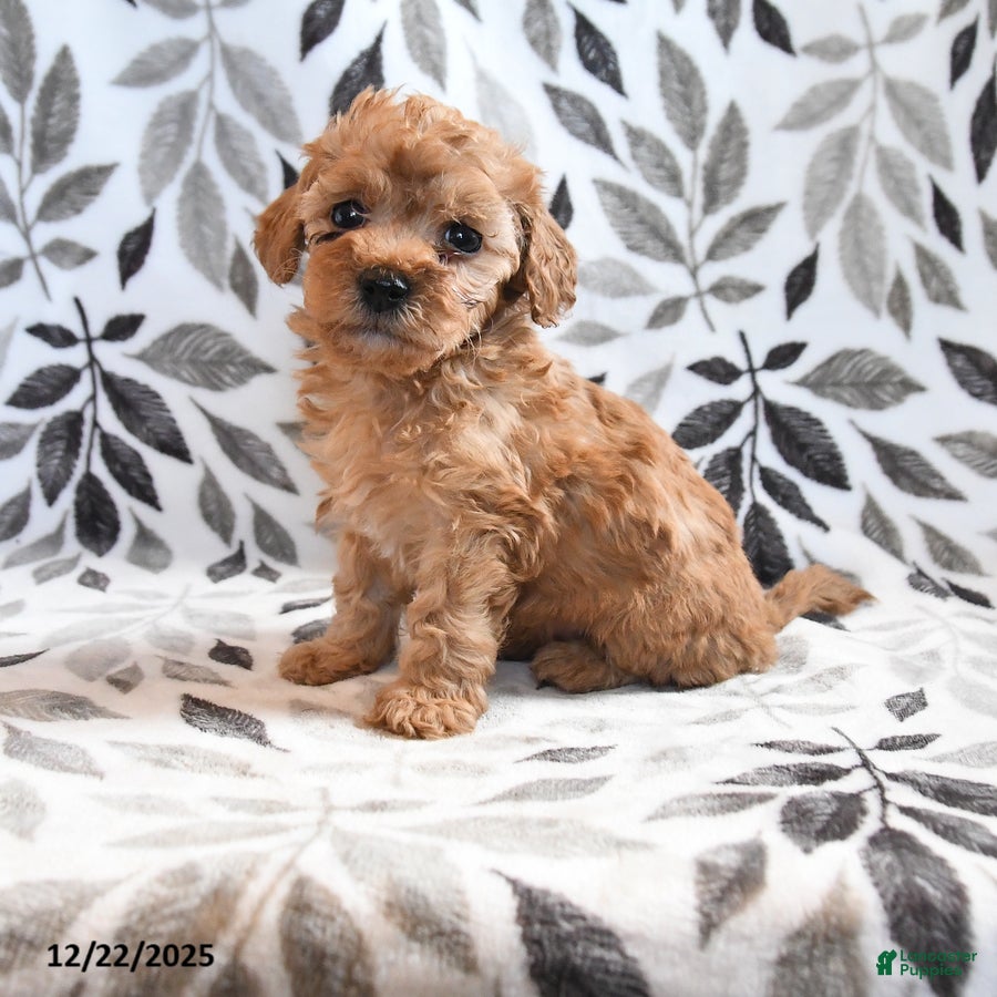 Havapoo dogs Daisy - Ad 12