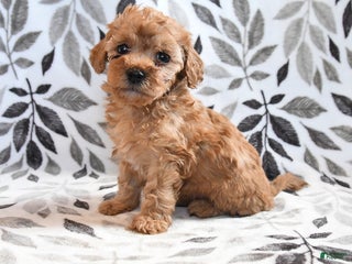 Havapoo dogs Daisy - Ad 12