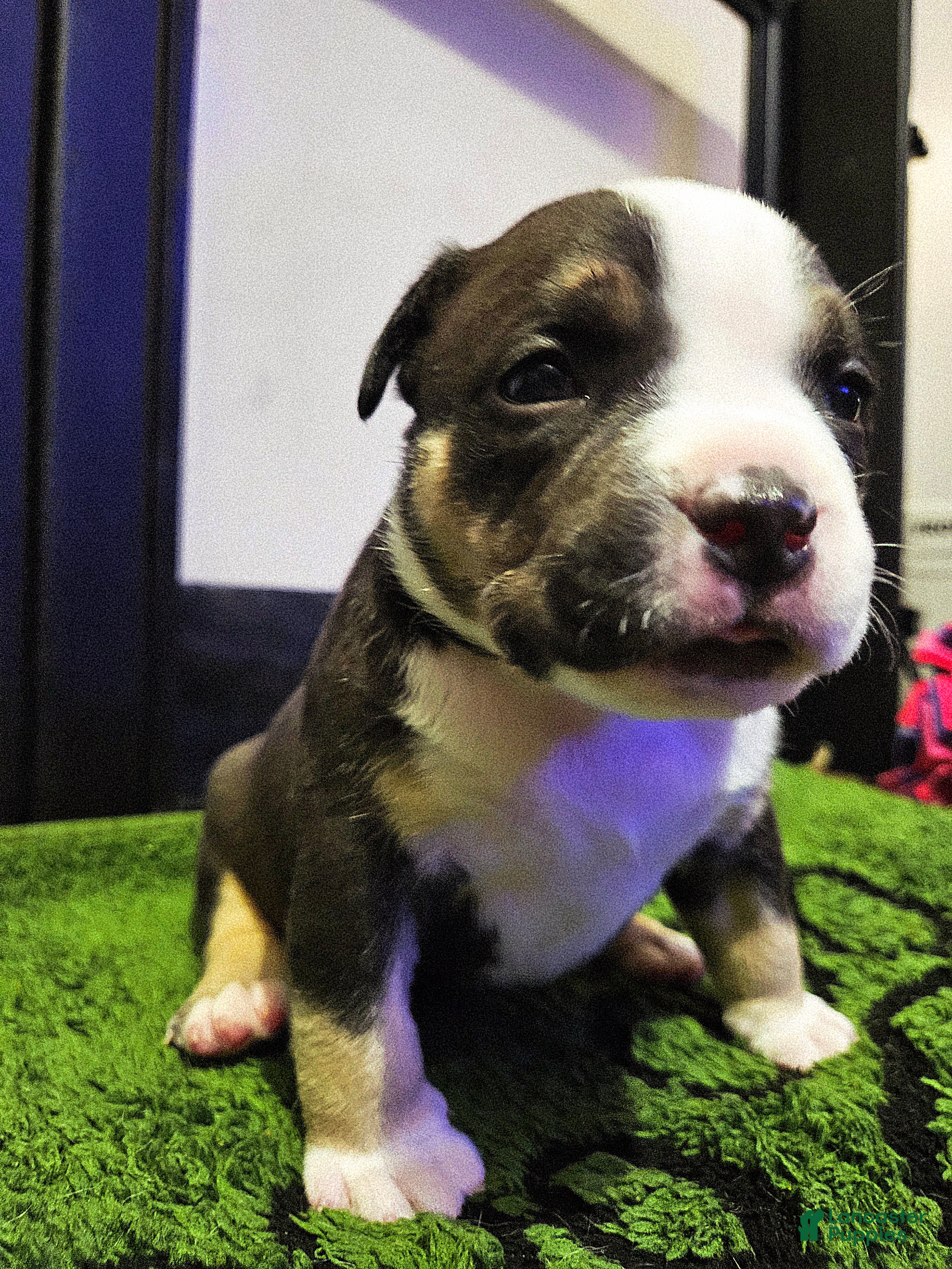 American Bully dogs American Bully - Wasabi  - Ad 2