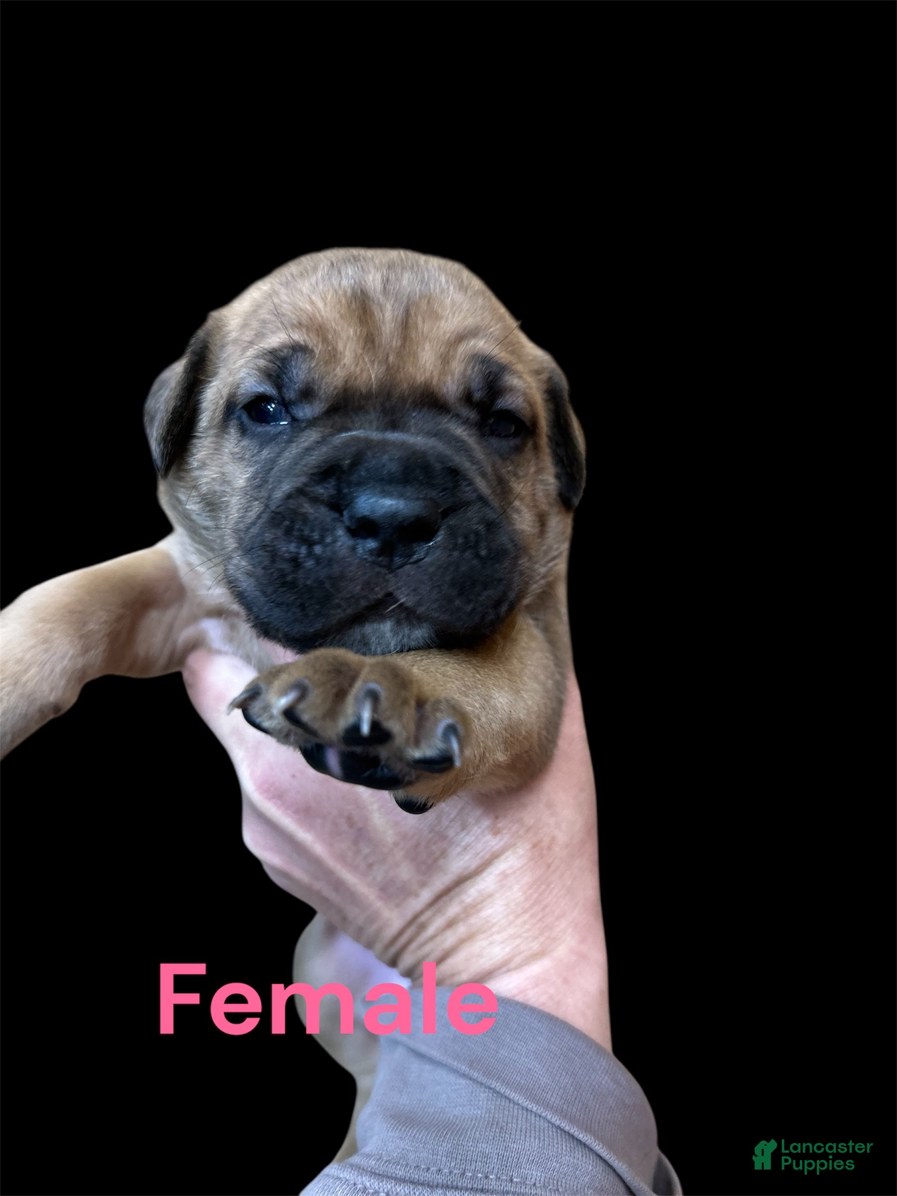 Cane Corso dogs Cane Corso Puppy 5 - Ad 22