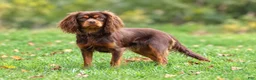 Cavapoo dogs for sale: Fabian - Ad 13