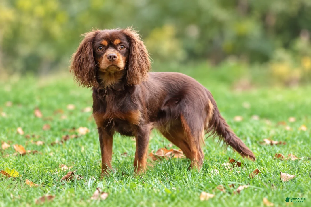 Cavapoo dogs for sale: Fabian - Ad 13