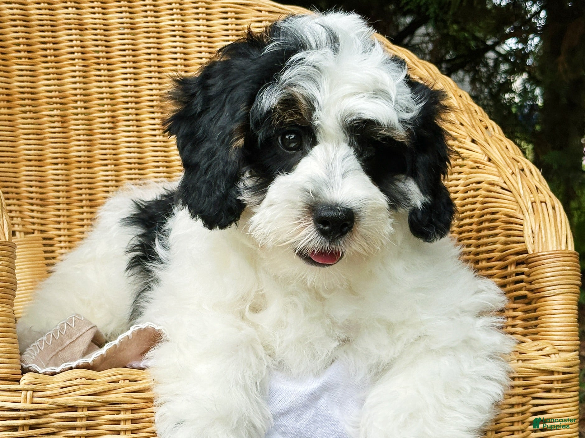 Mini Bernedoodle dogs 🪸 🐠 REEF 🐠 🪸  - Ad 2