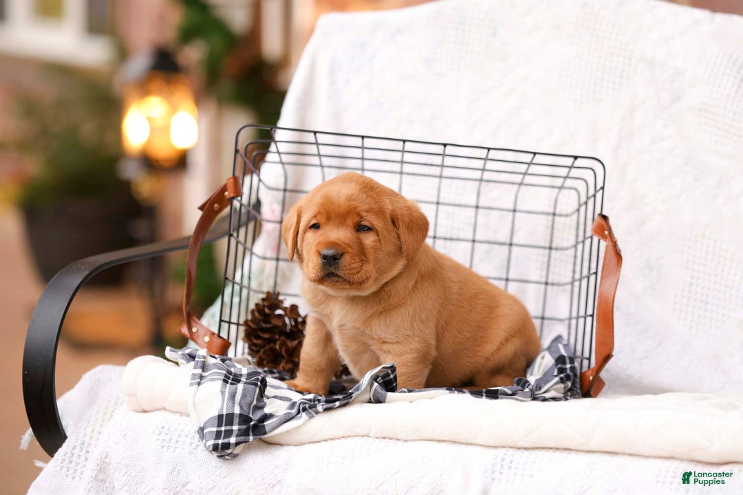 Labrador Retriever dogs for sale: Nixon - Ad 3