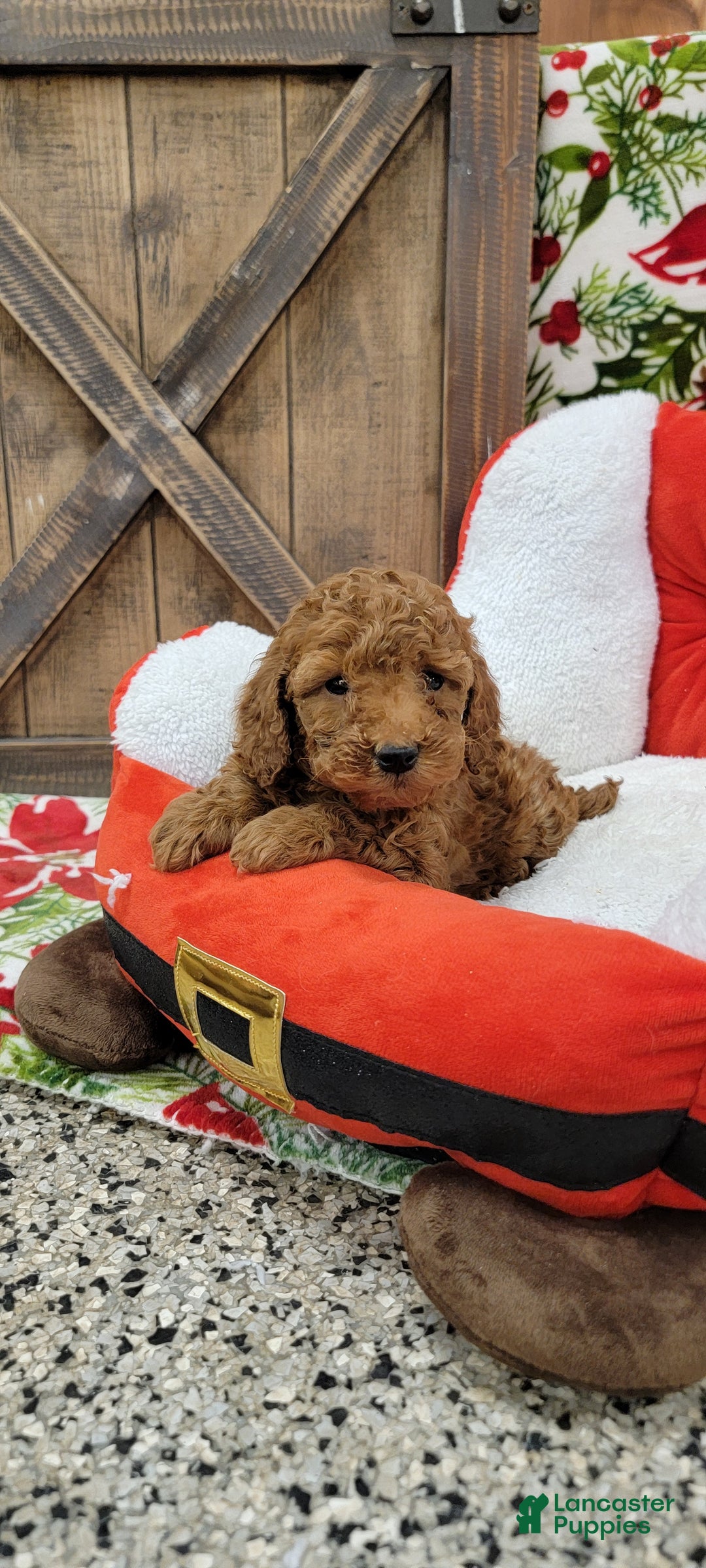 Toy Poodle dogs for sale: Myron - Ad 8