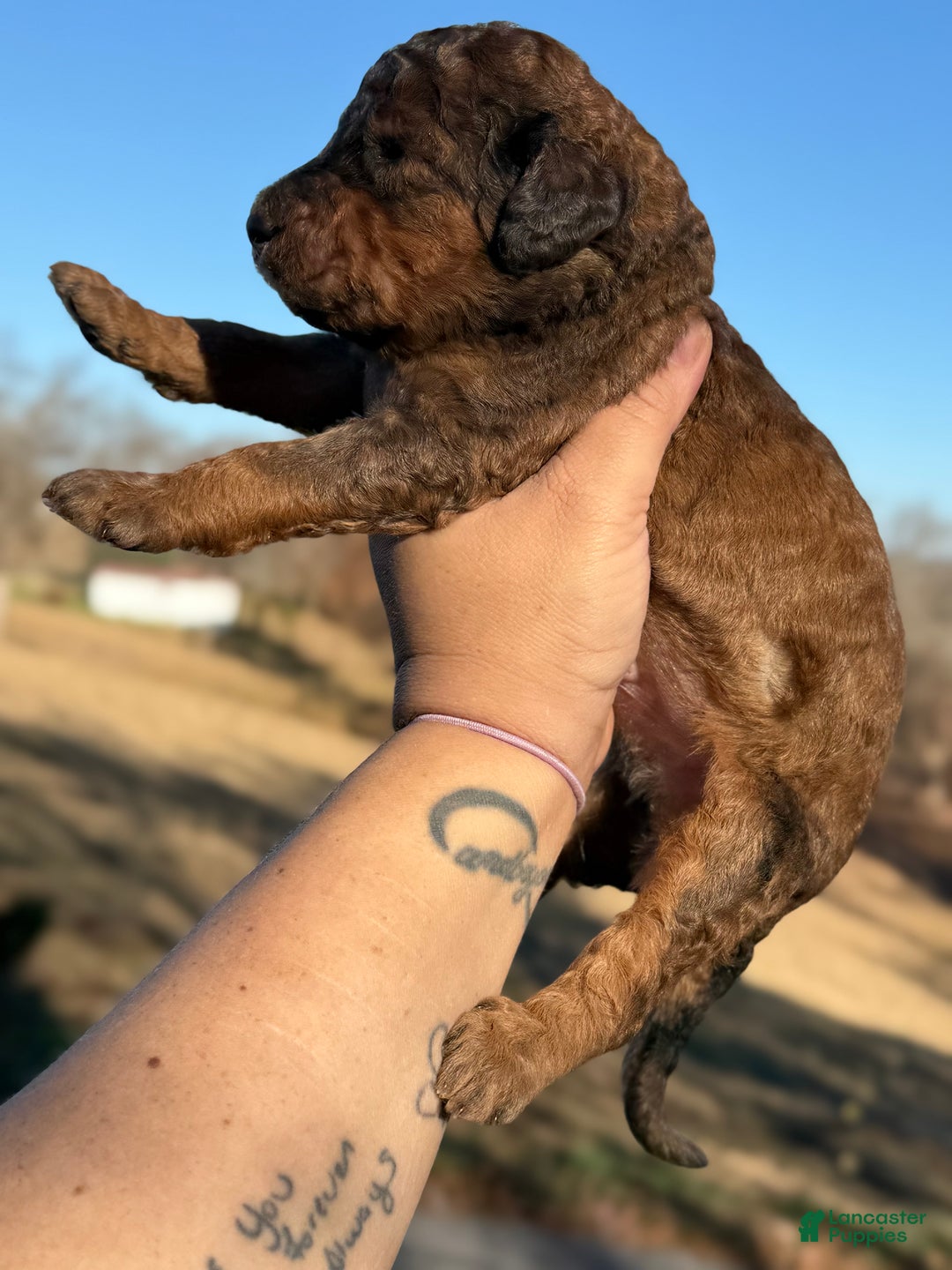 Sheepadoodle dogs for sale: Butterscotch - Ad 4