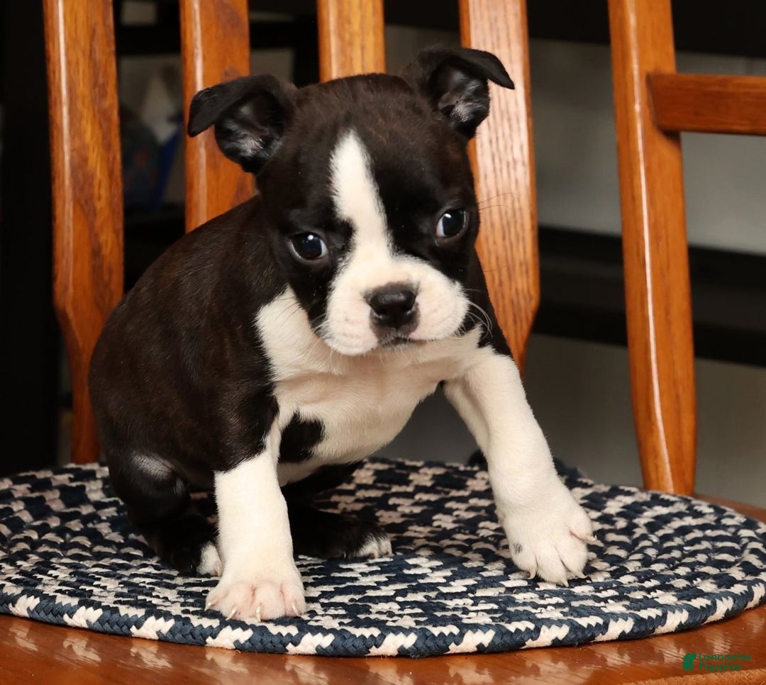 Boston Terrier dogs for sale: Ellie - Ad 9
