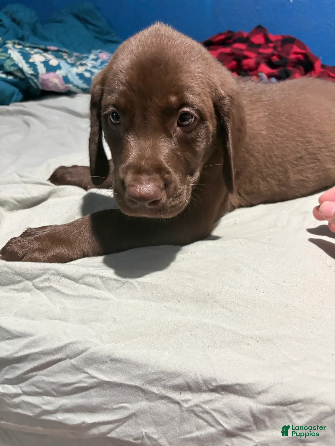 Labrador Retriever dogs for sale: Labrador Retriever 3 - Ad 2