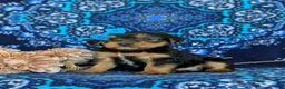 Shorkie dogs for sale: Melina 7 lbs Full Grown - Ad 5