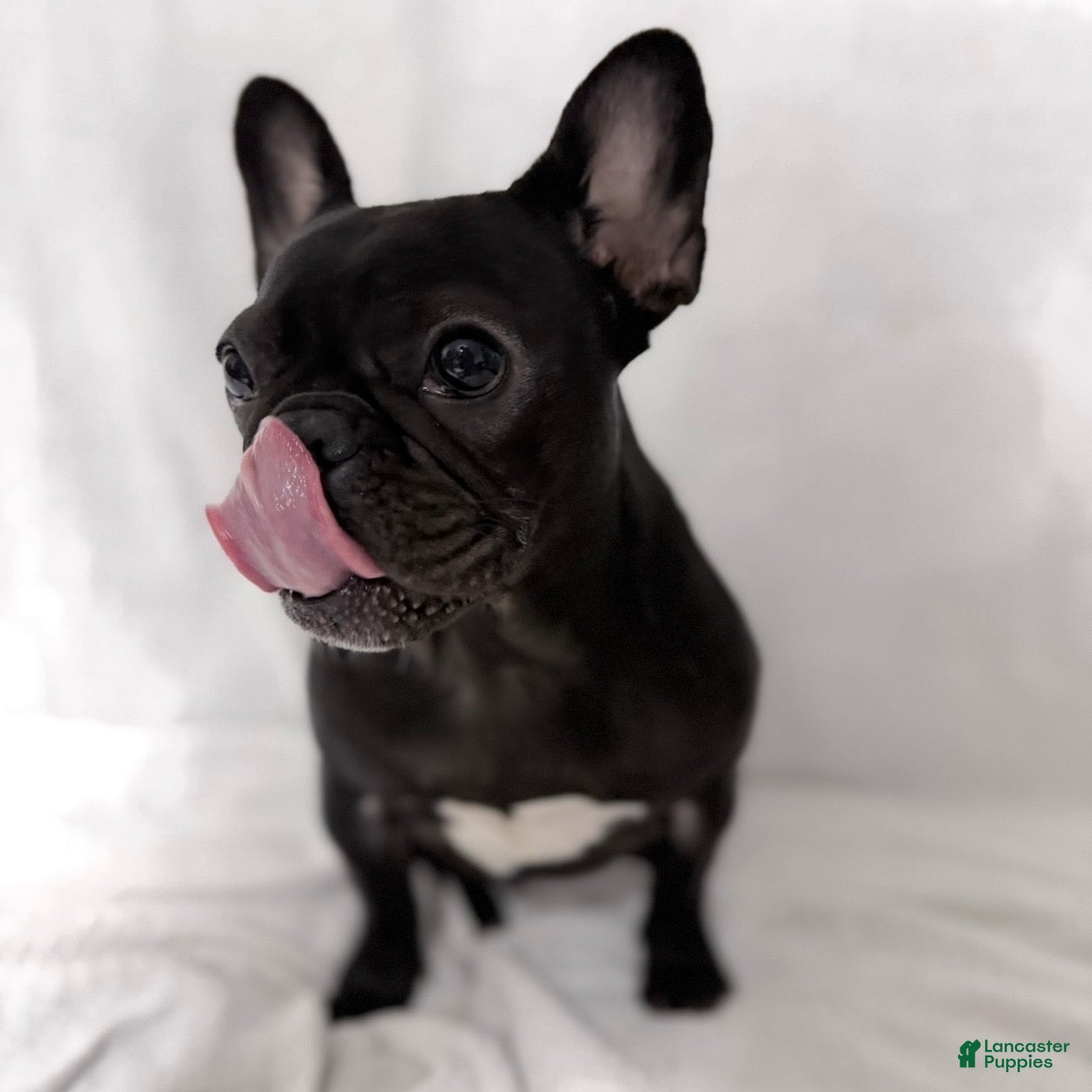 French Bulldog dogs Coco - Ad 23