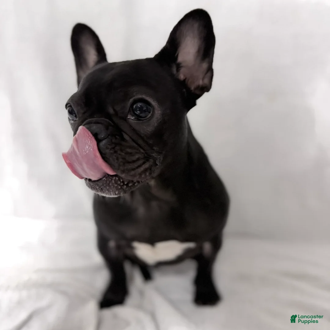 French Bulldog dogs for sale: Coco - Ad 1