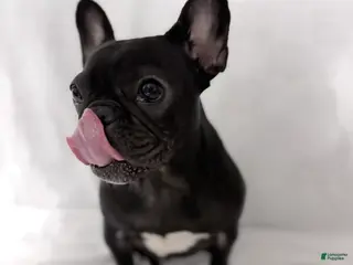 French Bulldog dogs Coco - Ad 23