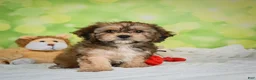 Cavachon dogs for sale: Jackson - Ad 13