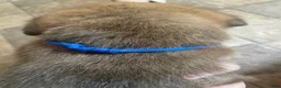 English Mastiff dogs for sale: English Mastiff 3 - Ad 1