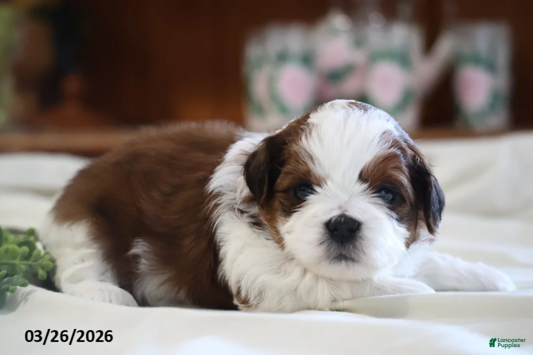 Mixed Breed dogs for sale: Reba - Ad 5