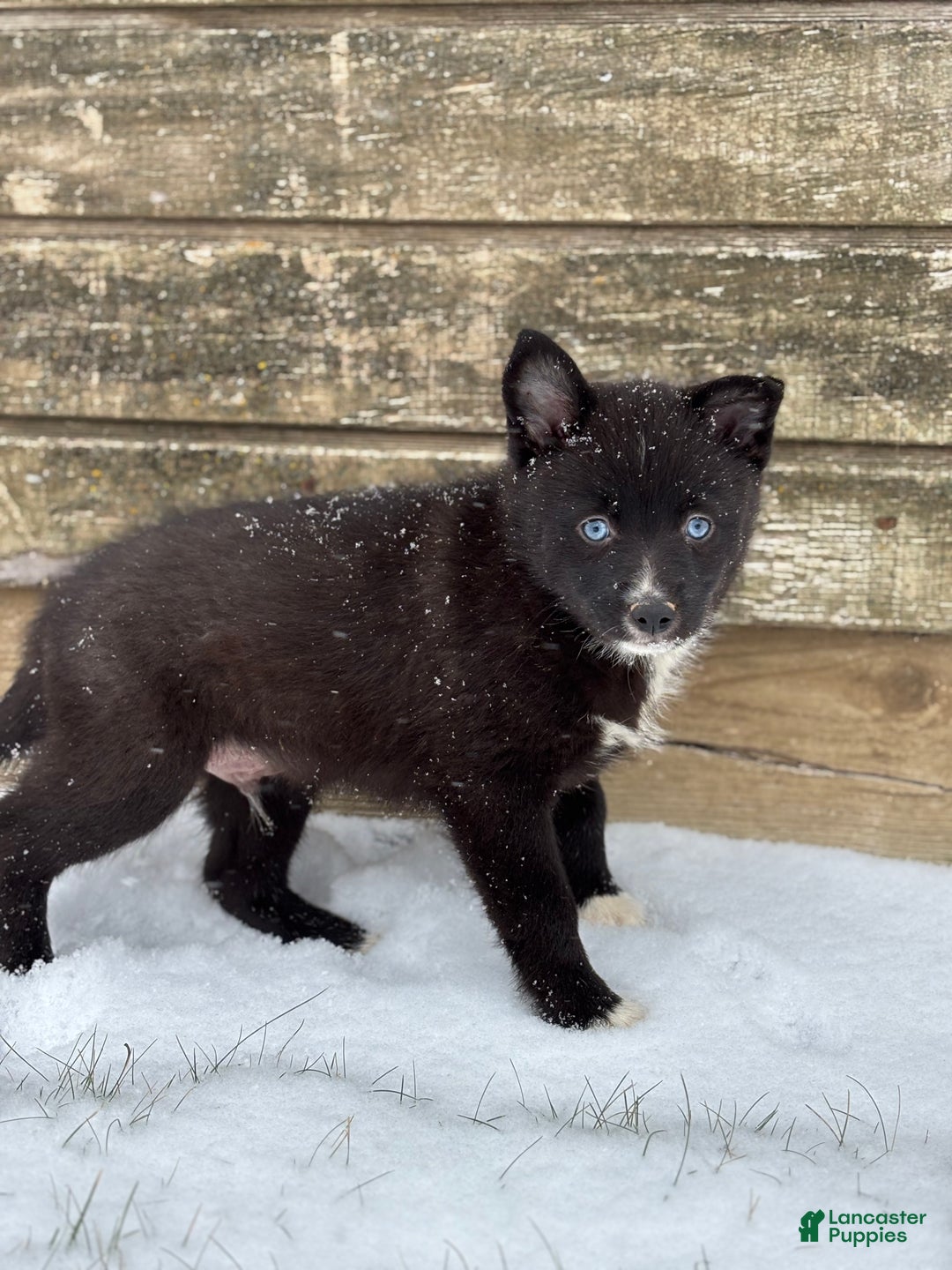 Pomsky dogs for sale: Grant - Ad 1