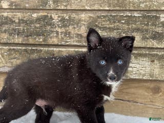 Pomsky dogs Grant - Ad 6