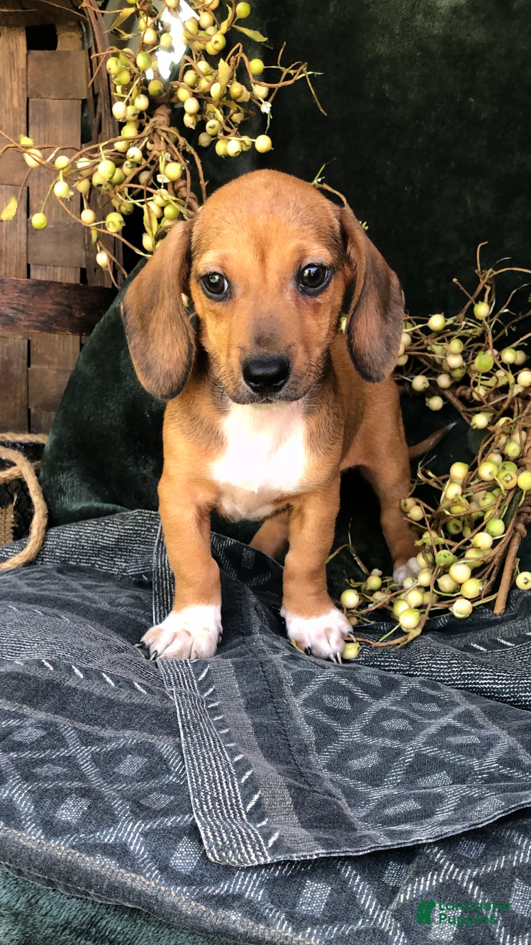 Miniature Dachshund dogs for sale: Denver - Ad 1