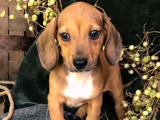 Miniature Dachshund dogs Denver - Ad 8