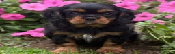 Cavalier King Charles Spaniel dogs for sale: Bonnie  - Ad 12
