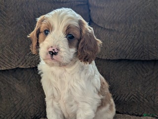 Cavapoo dogs - Ad 40