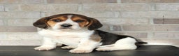 Beagle dogs for sale: Peanut - Ad 6
