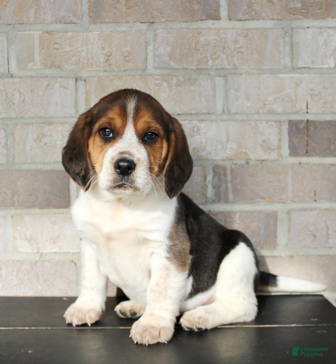 Beagle dogs for sale: Peanut - Ad 6